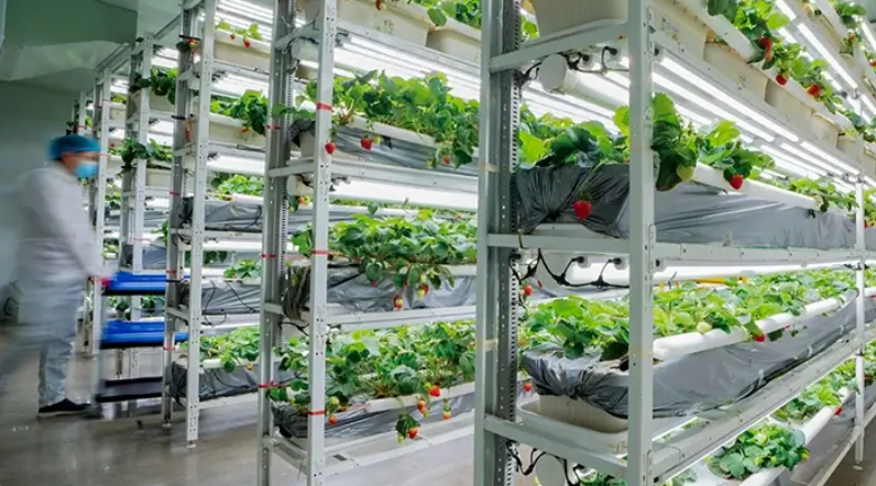 Revolutionizing Agriculture with Vertical Strawberry Cultivation – bovtiy
